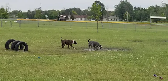 Hamburg Dog Park