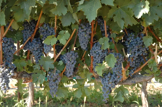 Obelisco Estate Winery