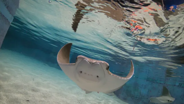 Blue Zoo Aquarium Oklahoma City