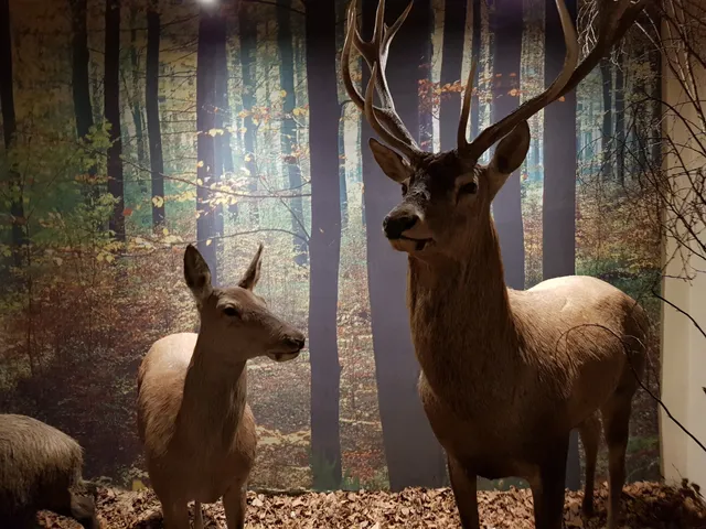 Natural History Museum - Branch of the Museum of Warmia i Mazur