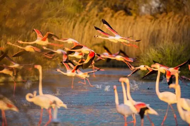 Ornithological Park of Pont de Gau