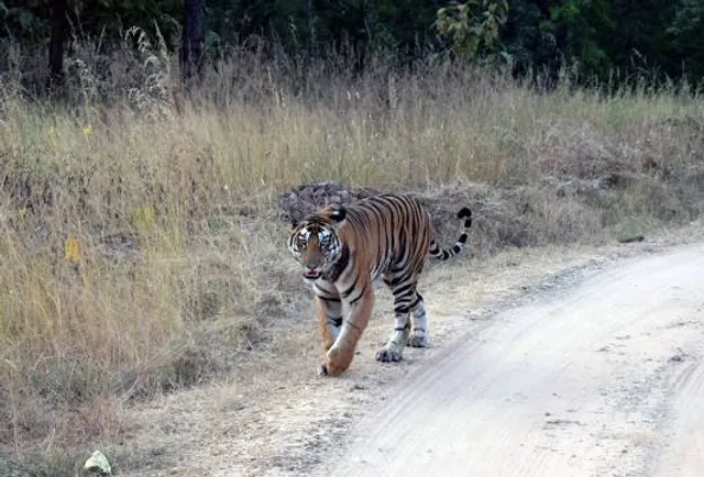 Panna Tiger Reserve