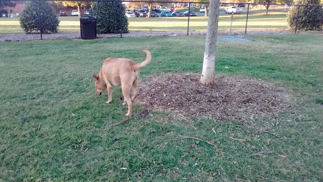 Jiggs Askew Memorial Park