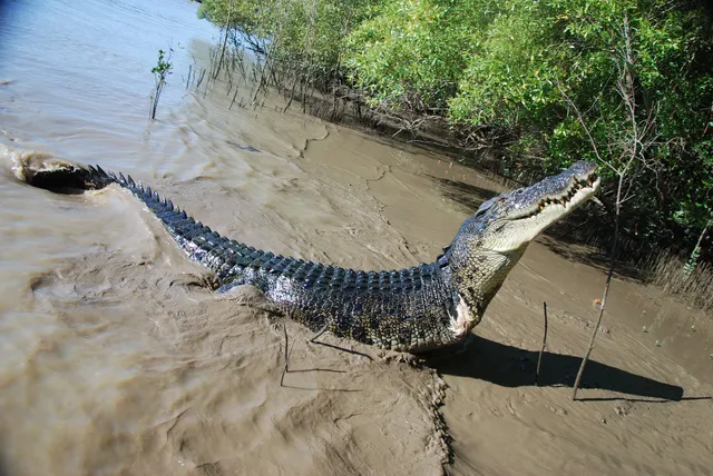 Adelaide River Cruises - Jumping Crocodile Experience