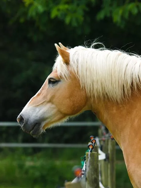 Charlie Vettiner Park