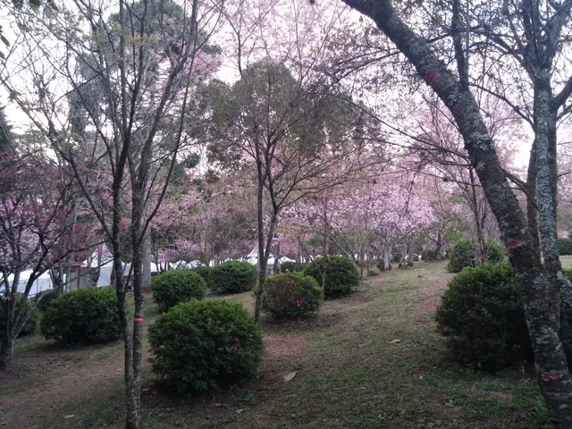 Bosque das Cerejeiras - Pq do Carmo