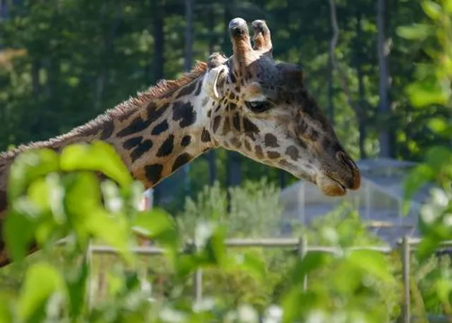 Essex County Turtle Back Zoo