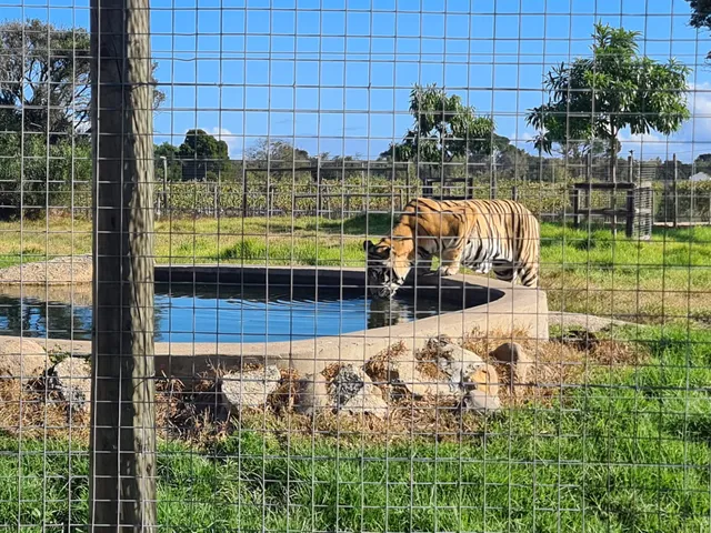 Vredenheim Big Cats & Animal Farm