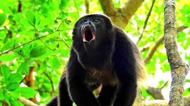 The Congo Trail Costa Rica