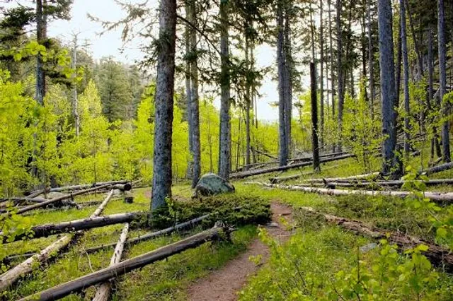 The Nature Conservancy Apalachicola Bluffs and Ravines Preserve (Garden of Eden trail)
