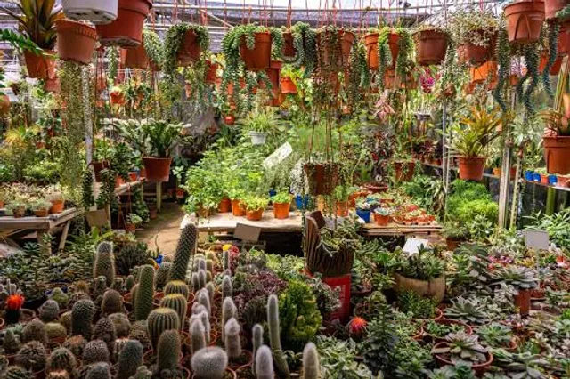 Kasimanis Strawberry Farm