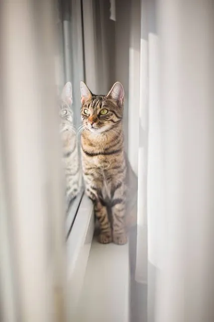 Museo Mapuche de Cañete