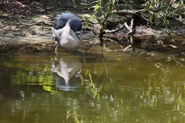 Venice Area Audubon Society