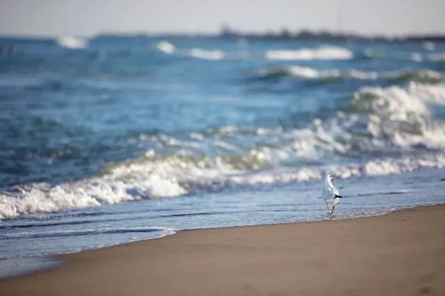 Seagull Beach
