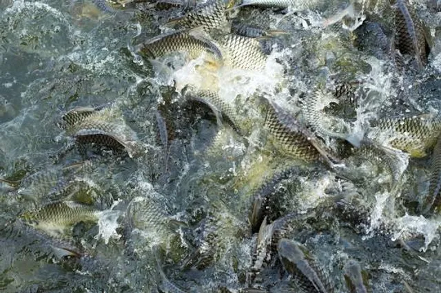 Nong Phra Lae Public Park