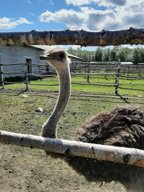 городское поселение Молочный