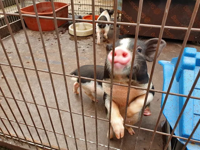 Culture Center of Pig