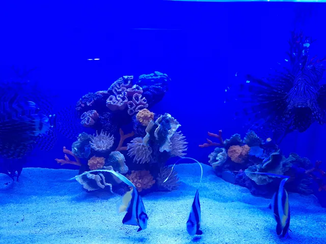 photo-2
