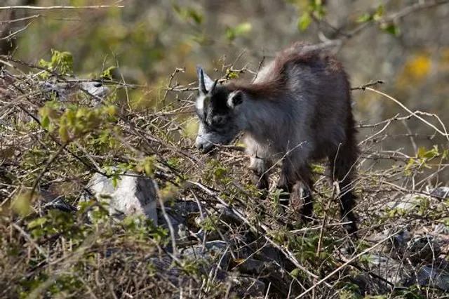 Old Irish Goat Centre