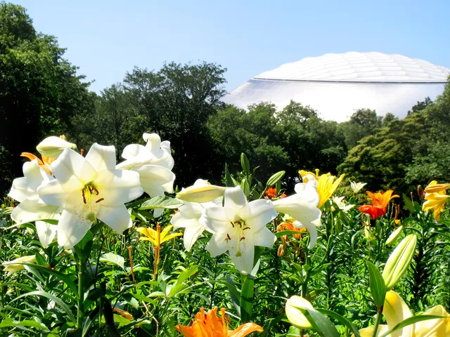 Lily Garden of Tokorozawa