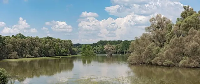 Kühkopf-Knoblochsaue