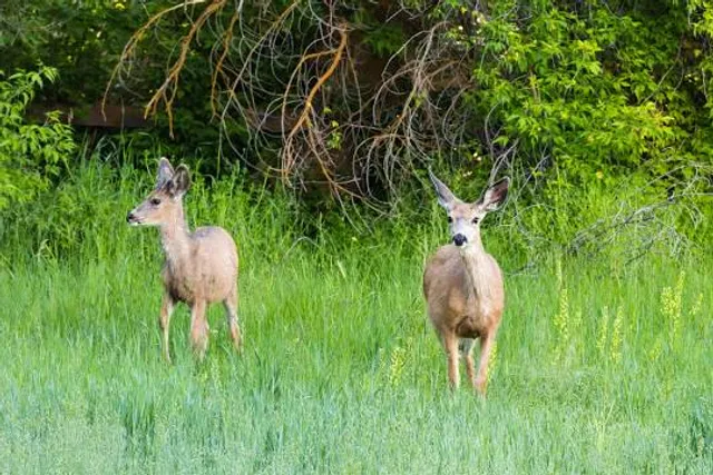 Iwetemlaykin State Heritage Site