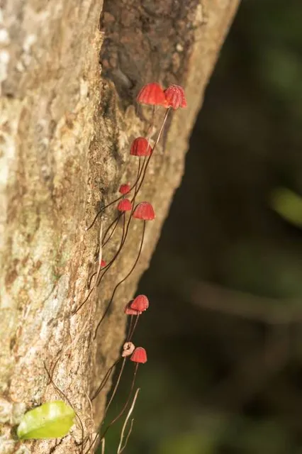 Reserva Natural Los Chaguares