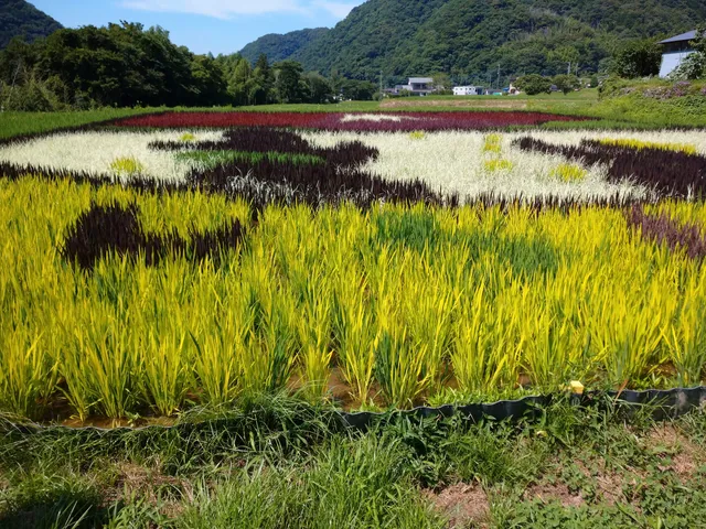Izu Rice Field Art