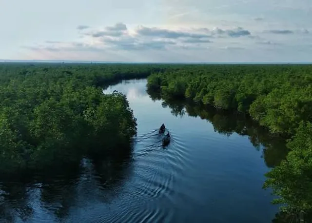 Wisata Hutan Mangrove Kota Langsa