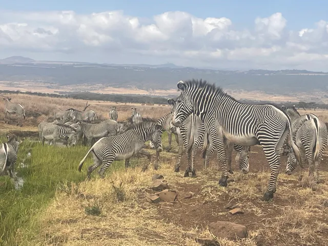 Lewa Wildlife Conservancy