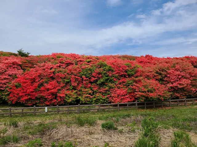 Funakubotsutsuji Park