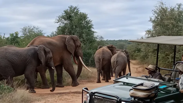 Makutsi Game Reserve