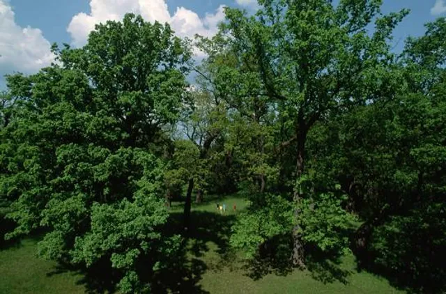 Palace Park in Białowieża