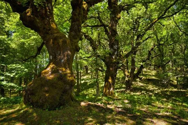 Riserva Naturale Orientata Bosco di Malabotta. Rocche d'Argimusco