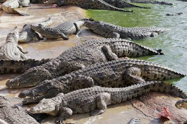 Crocodile Farm