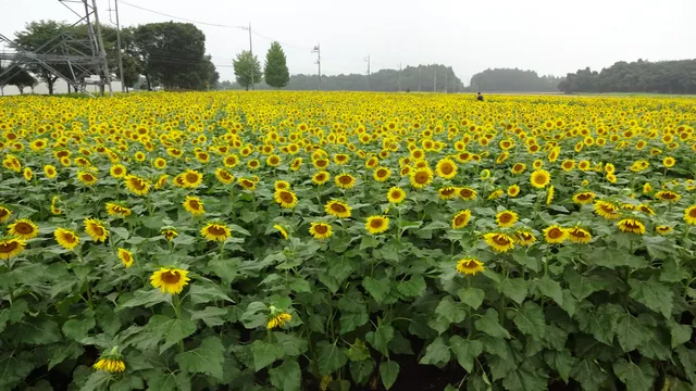 A sunflower field observation deck.(A sunflower festival in Naka.)