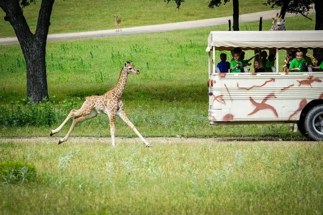 Fossil Rim Wildlife Center