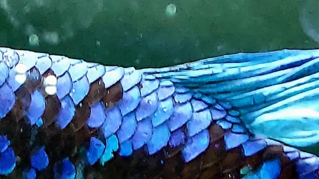 Bubba's Shrimps - Nano Aquarium