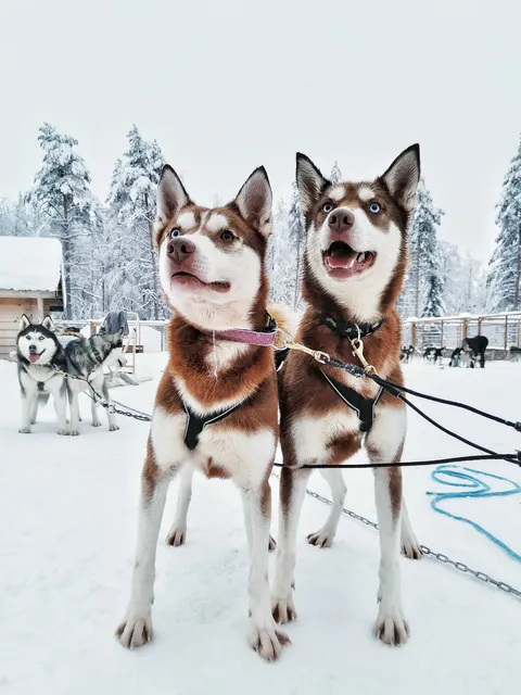 Apukka Resort Adventures - Excursions and Husky & Reindeer Farm