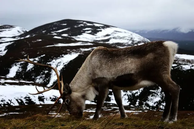 Cairngorm Reindeer Herd