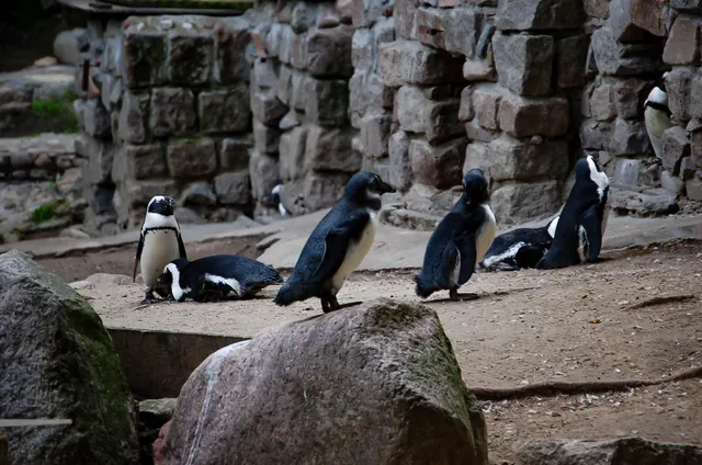 Penguins