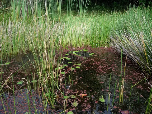 Jardín Botánico de Cali