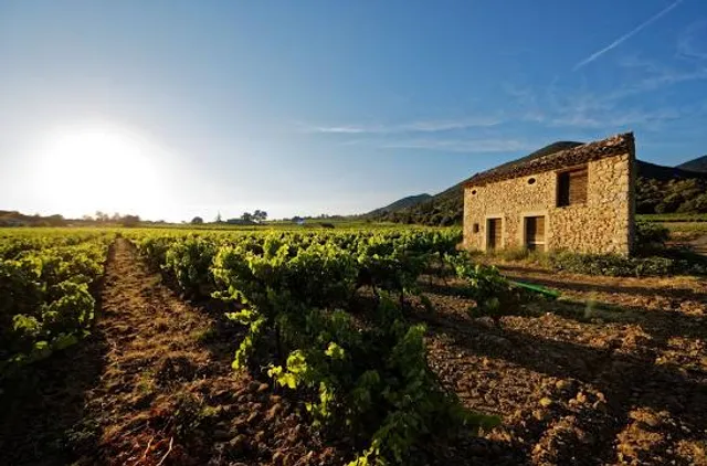 Stone House Vineyard