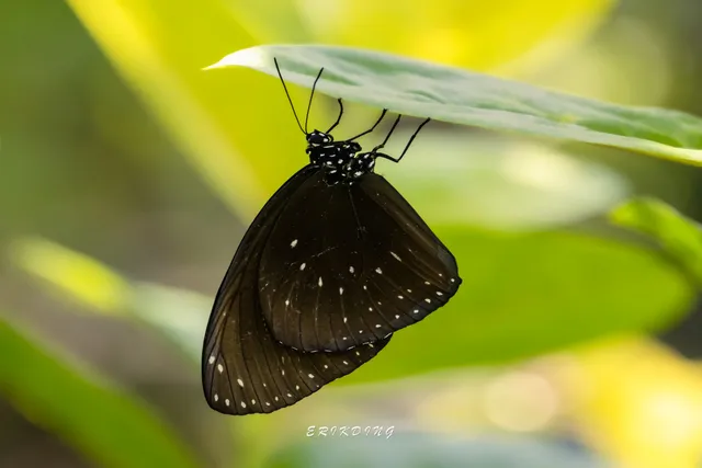 Kemenuh Butterfly Park, Bali