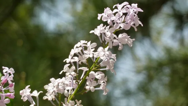 Shuangxiu Park （North Gate）