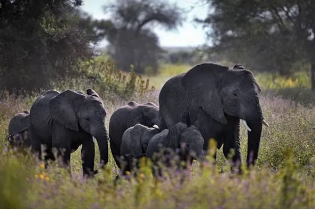 Tha Uthen Dinosaur Footprints