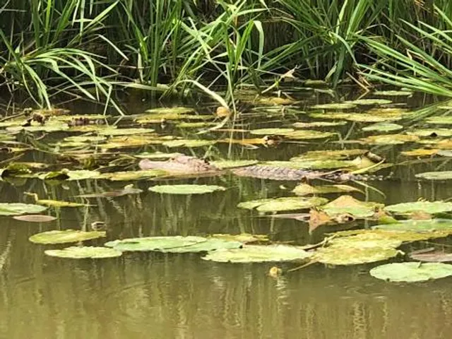 Pearl River Wildlife Management Area