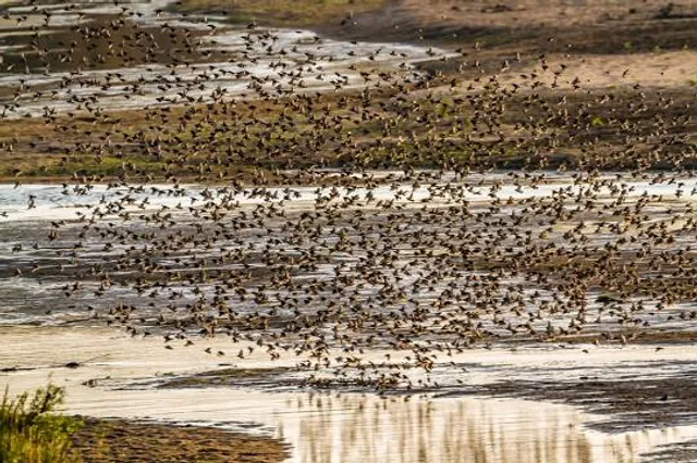 Aberlady Bay Local Nature Reserve