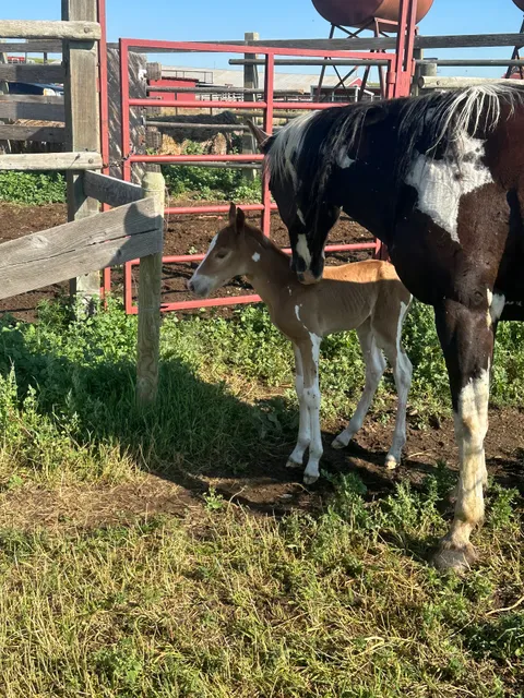 Terry Bison Ranch Resort