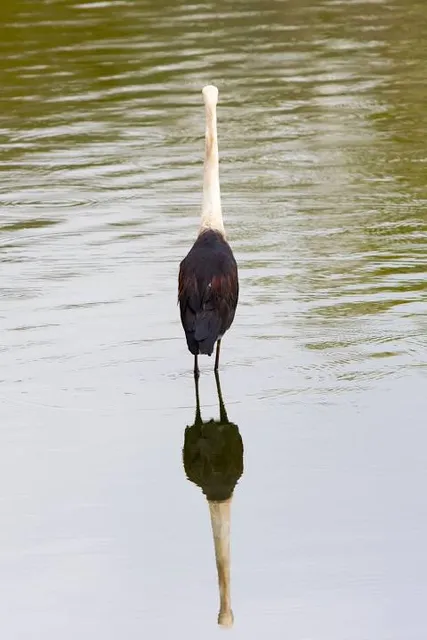 Hasties Swamp National Park